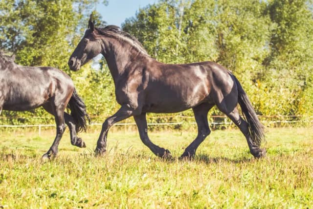 Stajnia koni Sopot - najlepsze oferty jazdy konnej i opieki nad końmi Stajnia koni Sopot - najlepsze oferty jazdy konnej i opieki nad końmi