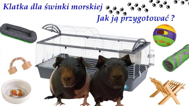 Jak urządzić klatkę dla świnki morskiej, aby zapewnić jej komfort i zdrowie Jak urządzić klatkę dla świnki morskiej, aby zapewnić jej komfort i zdrowie
