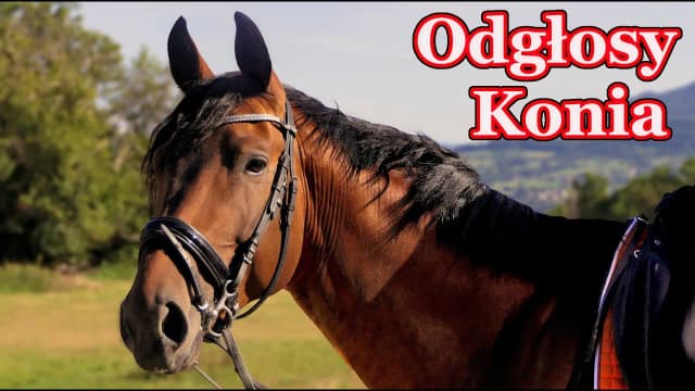 Jakie dźwięki wydaje koń i co naprawdę oznaczają te odgłosy? Jakie dźwięki wydaje koń i co naprawdę oznaczają te odgłosy?