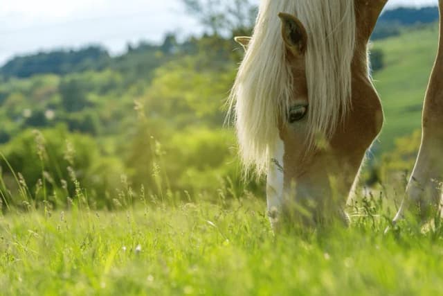 Czym karmić konia, aby zapewnić mu zdrowie i dobrą kondycję Czym karmić konia, aby zapewnić mu zdrowie i dobrą kondycję