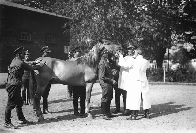 Muzeum jeździectwa w Warszawie – fascynujące wystawy i historia Muzeum jeździectwa w Warszawie – fascynujące wystawy i historia