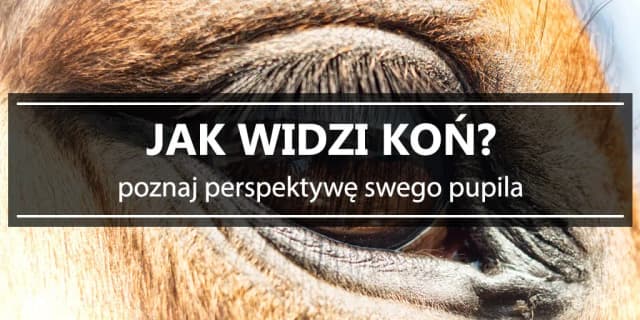 Jak widzą konie – zaskakujące fakty o ich wzroku i percepcji Jak widzą konie – zaskakujące fakty o ich wzroku i percepcji