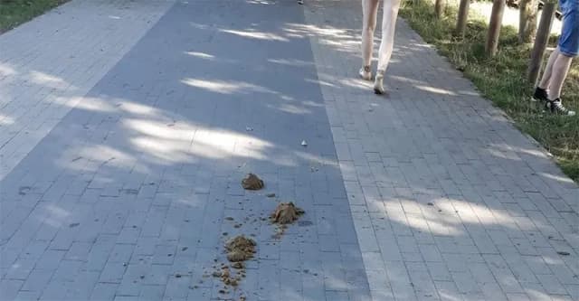 Czy można jeździć konno po chodniku? Oto nieznane przepisy i kary Czy można jeździć konno po chodniku? Oto nieznane przepisy i kary