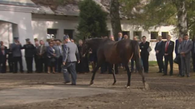 Stadnina koni Iwno - historia, usługi i pasja do jeździectwa Stadnina koni Iwno - historia, usługi i pasja do jeździectwa