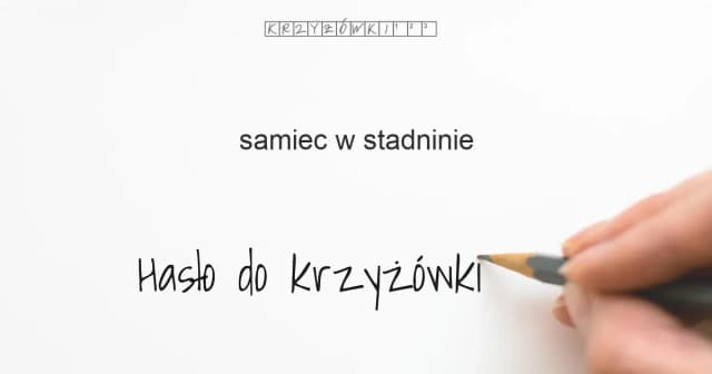 Samiec w stadninie: Jakie terminy najlepiej opisują ogiera? Samiec w stadninie: Jakie terminy najlepiej opisują ogiera?