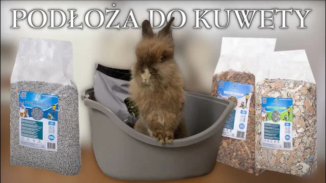 Jak wybrać odpowiednią kuwetę dla królika, aby uniknąć problemów? Jak wybrać odpowiednią kuwetę dla królika, aby uniknąć problemów?