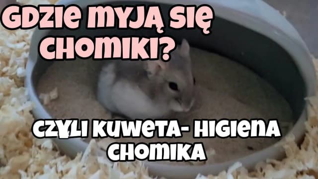 Jak nauczyć chomika robić do kuwety - skuteczne metody i porady Jak nauczyć chomika robić do kuwety - skuteczne metody i porady