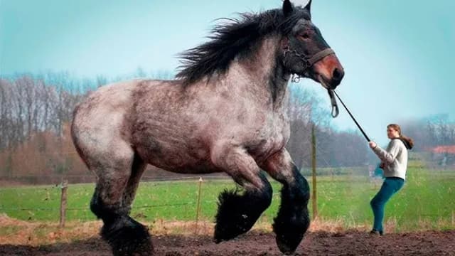Największy koń na świecie - zaskakujące fakty o Big Jake'u Największy koń na świecie - zaskakujące fakty o Big Jake'u