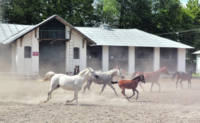 Stadnina w Janowie Lubelskim - historia, atrakcje i hodowla koni Stadnina w Janowie Lubelskim - historia, atrakcje i hodowla koni