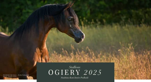 Jak obliczyć liczbę ogierów w stadninie z 48 końmi? Jak obliczyć liczbę ogierów w stadninie z 48 końmi?
