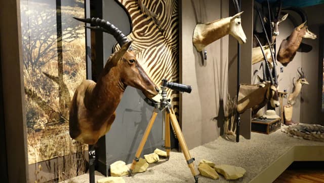 Muzeum łowiectwa i jeździectwa godziny otwarcia – nie przegap wizyty! Muzeum łowiectwa i jeździectwa godziny otwarcia – nie przegap wizyty!