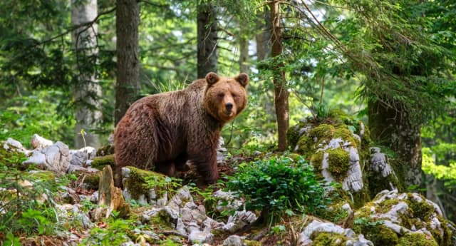 Jak się nazywa legowisko niedźwiedzia i jego znaczenie w naturze Jak się nazywa legowisko niedźwiedzia i jego znaczenie w naturze